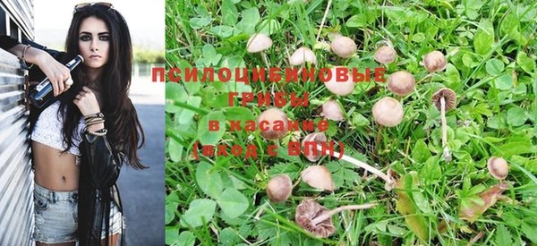 PSILOCYBIN Нефтекумск
