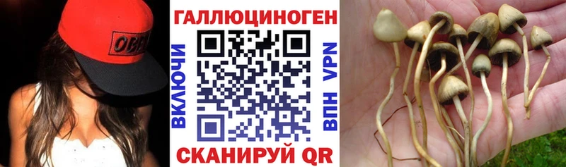 где продают наркотики  Николаевск-на-Амуре  Псилоцибиновые грибы Cubensis 